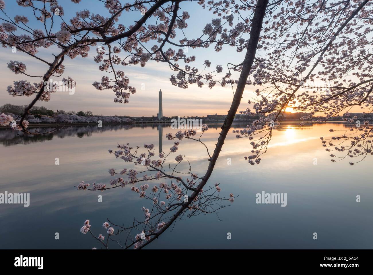 Sunrise at the Tidal Basin in Washington DC featuring the famous Cherry