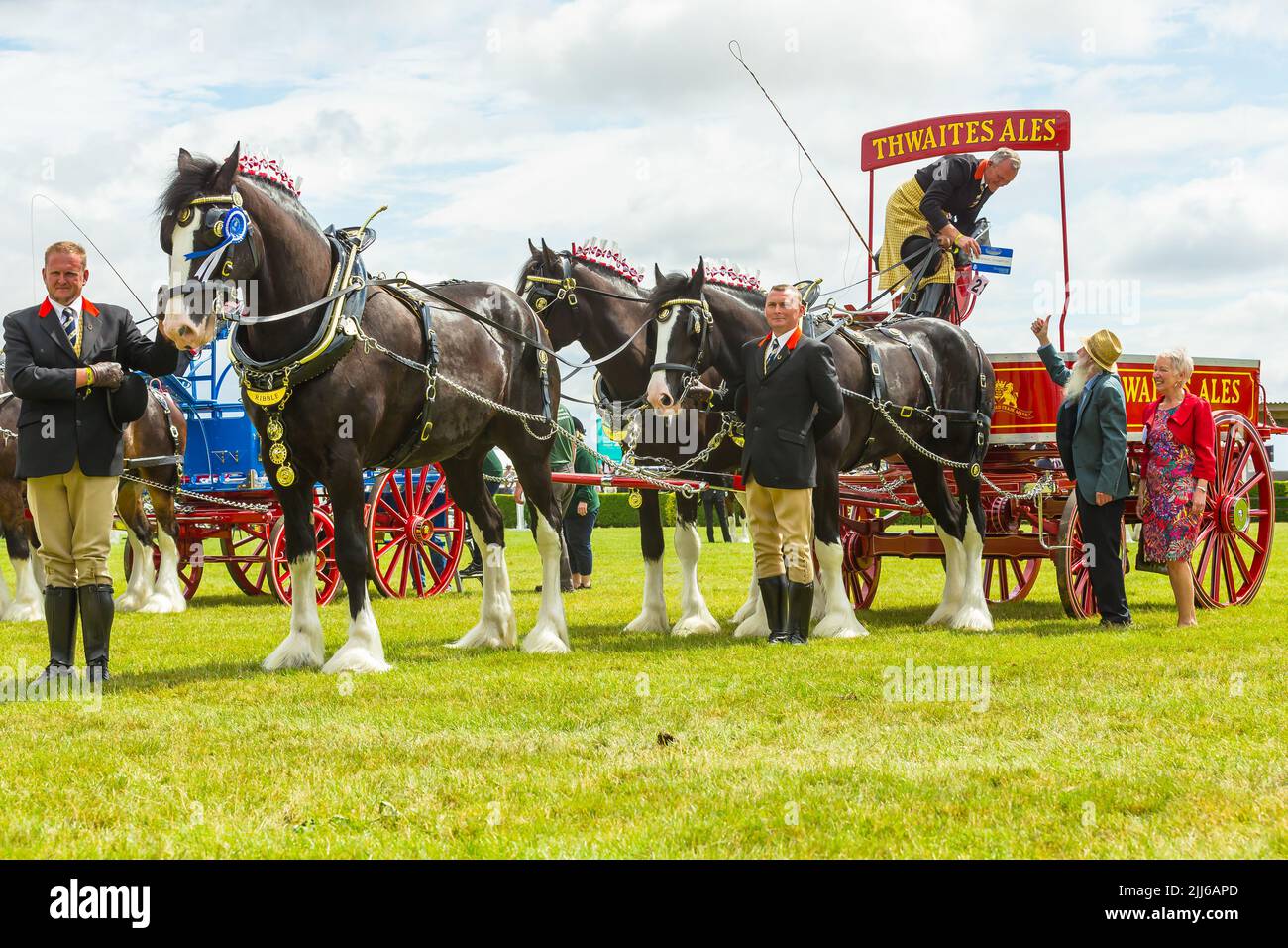 Great Yorkshire Show, Harrogate, UK. July 15, 2022. The Heavy Horse parade with Thwaites Ales, Reserve Champions, Three or more horse turnout team. Ho Stock Photo