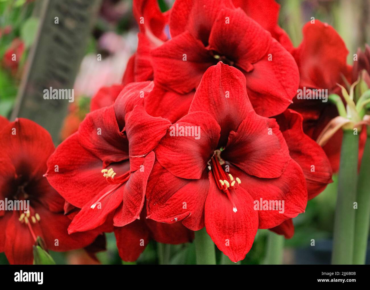 Hippeastrum Double King, commonly known as Amaryllis, in deep red, in ...