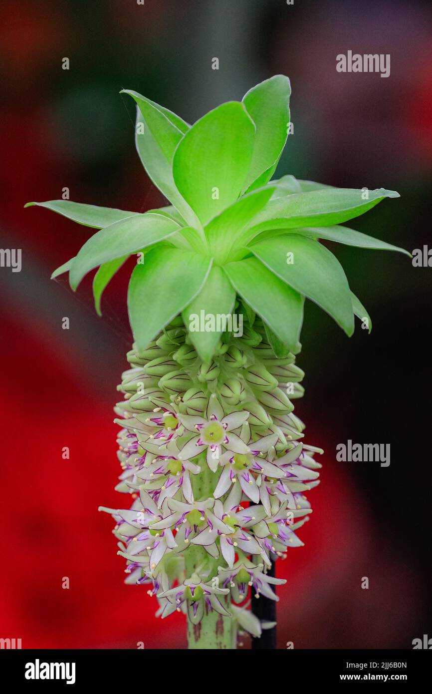 Pineapple lily bicolor) hires stock photography and images