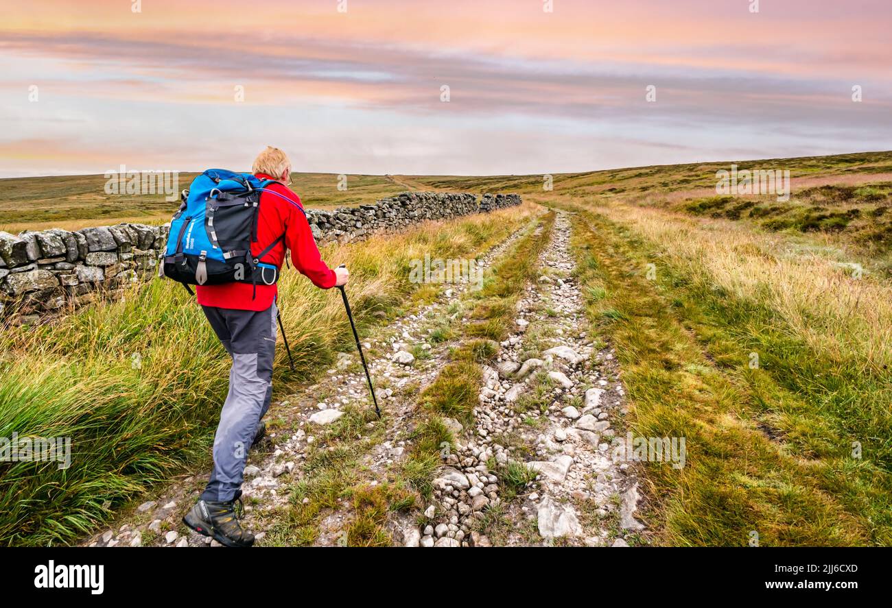 Older man walking uphill on moorland using walking poles on Drover's road across moorland, Peak District, England, UK Stock Photo