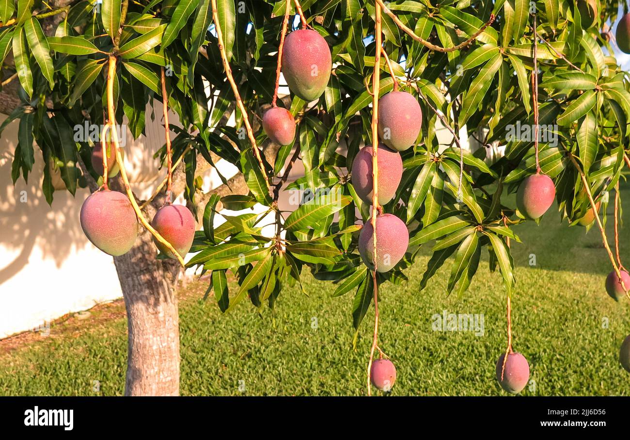 miyazaki-mango-hi-res-stock-photography-and-images-alamy