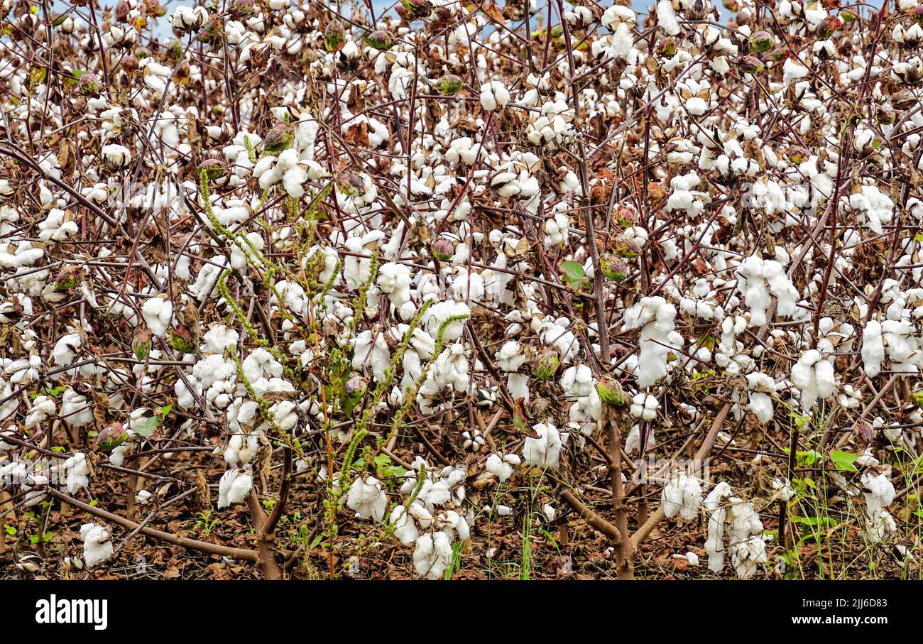 Cotton crop hires stock photography and images Alamy