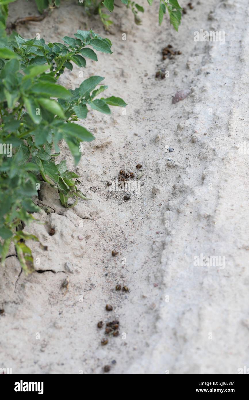 Dead Colorado Potato Beetles (Leptinotarsa decemlineata) lying on the