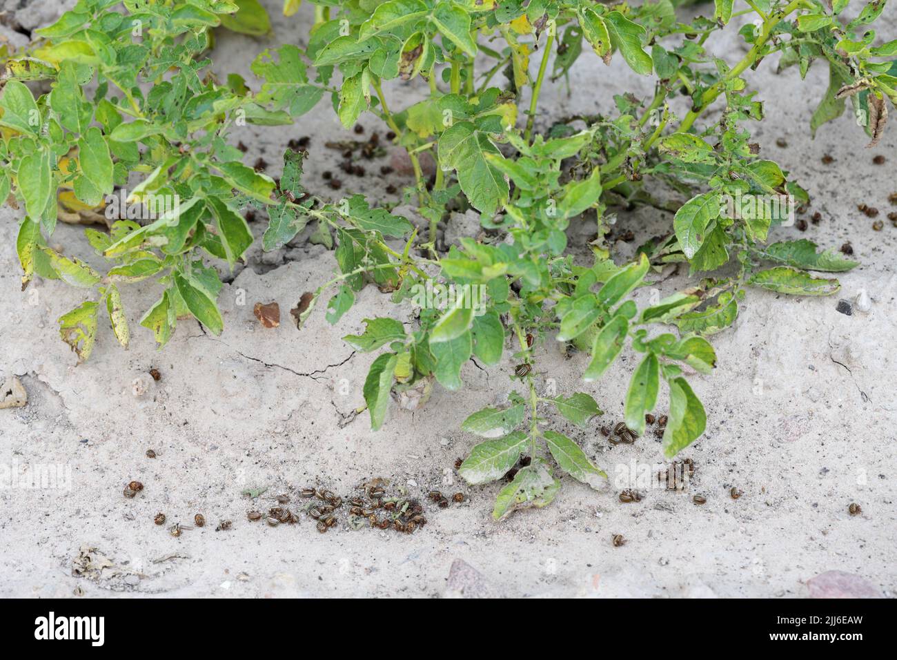 Dead Colorado Potato Beetles (Leptinotarsa decemlineata) lying on the