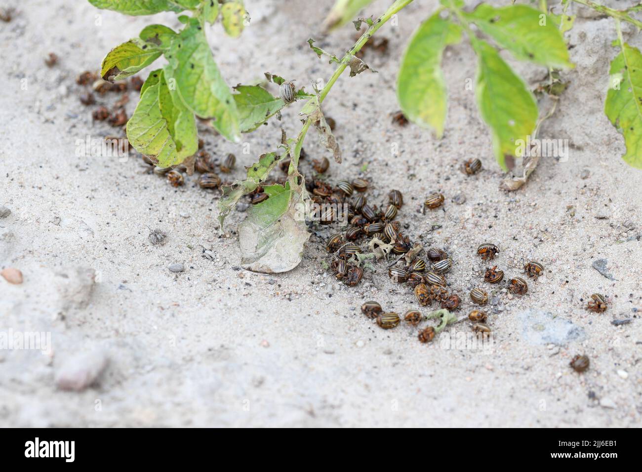 Dead Colorado Potato Beetles (Leptinotarsa decemlineata) lying on the
