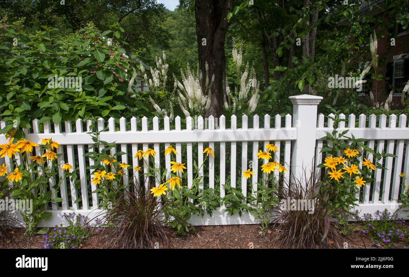Yellow Black Eyed Susan’s flowers along a white picket fence in Grafton, Vermont, Vt USA US New England village Stock Photo