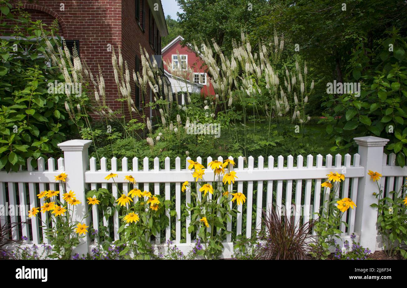Yellow black eyed Susan’s sunflowers & white salvia snow hill & white picket fence, Grafton, Vermont, USA US Vt New England Stock Photo