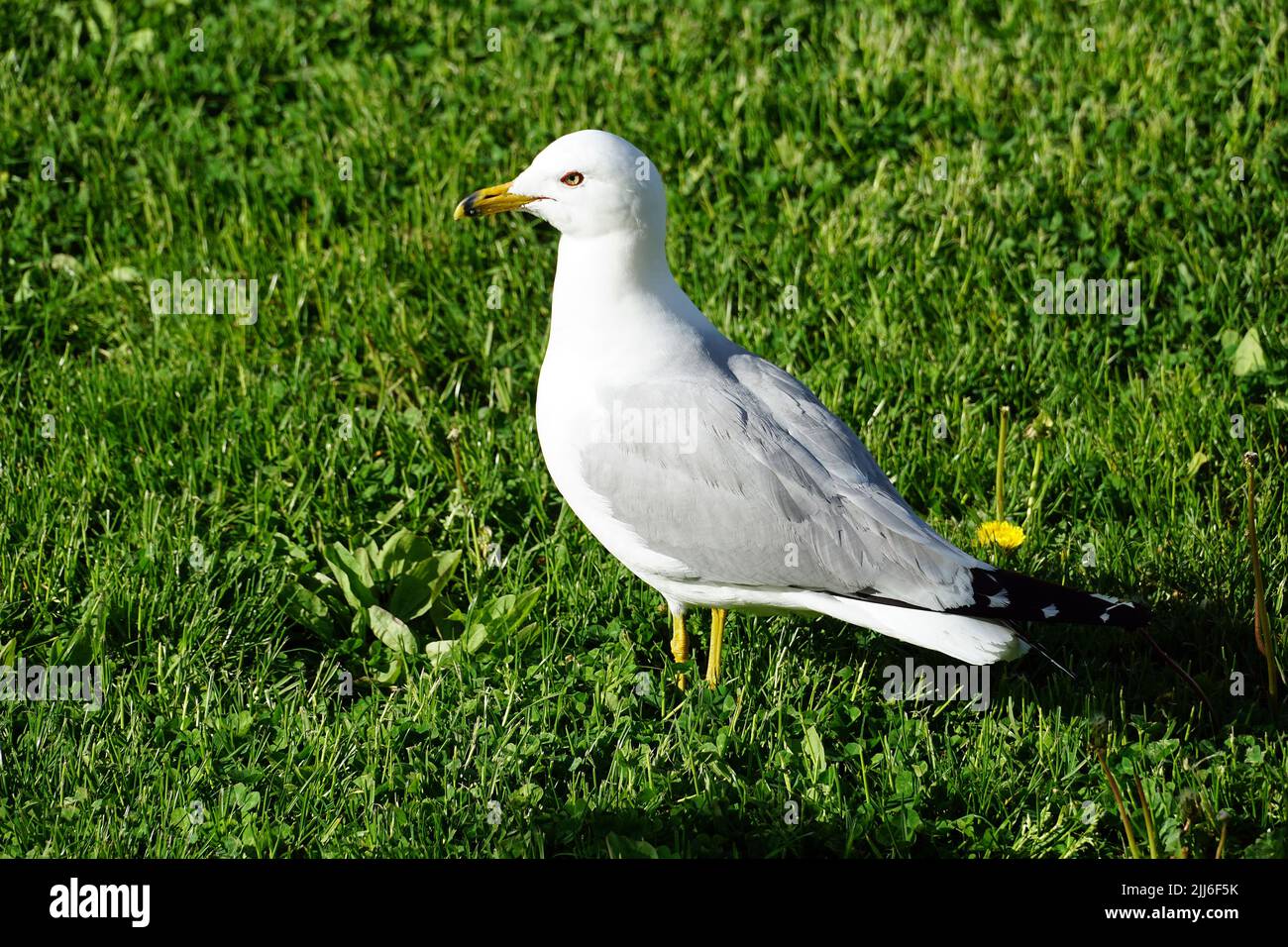 Goéland à bec cerclé hires stock photography and images Alamy — free download