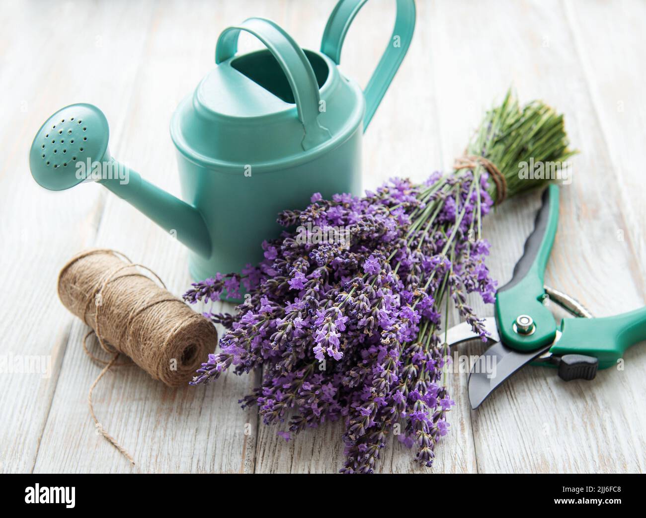 Seasonal pruning of lavender. A bunch of cut lavender and pruning shear. Gardening concept Stock