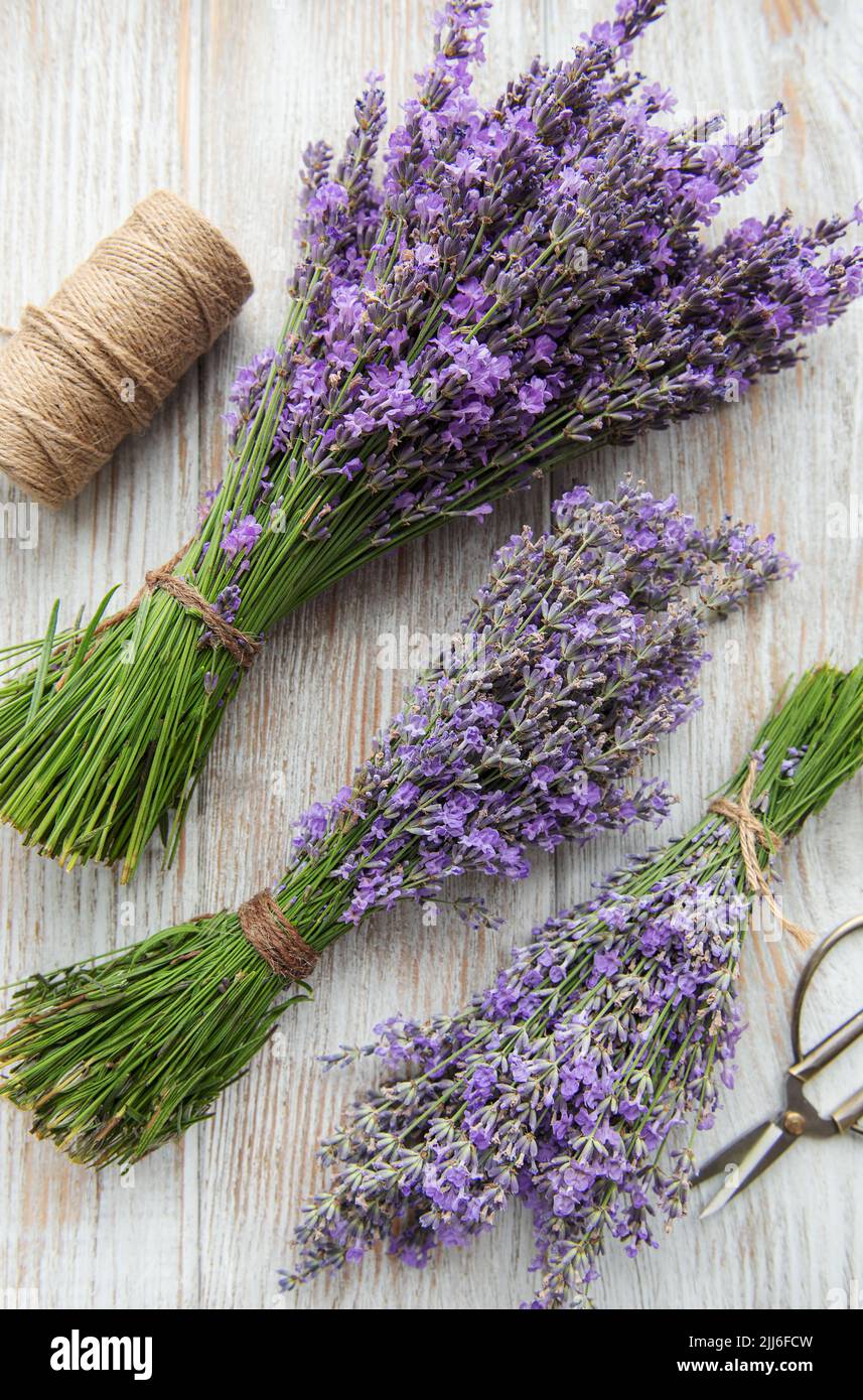 Seasonal pruning of lavender. A bunch of cut lavender and scissors