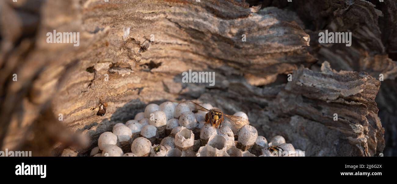 Closeup view of wasp over the nest Stock Photo