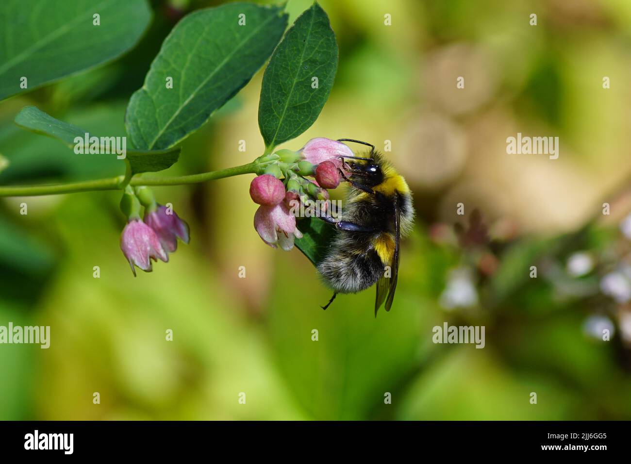 White-tailed bumblebee (Bombus lucorum), family Apidae on the flowers of Common Snowberry (Symphoricarpos albus), honeysuckle family (Aprifoliaceae). Stock Photo