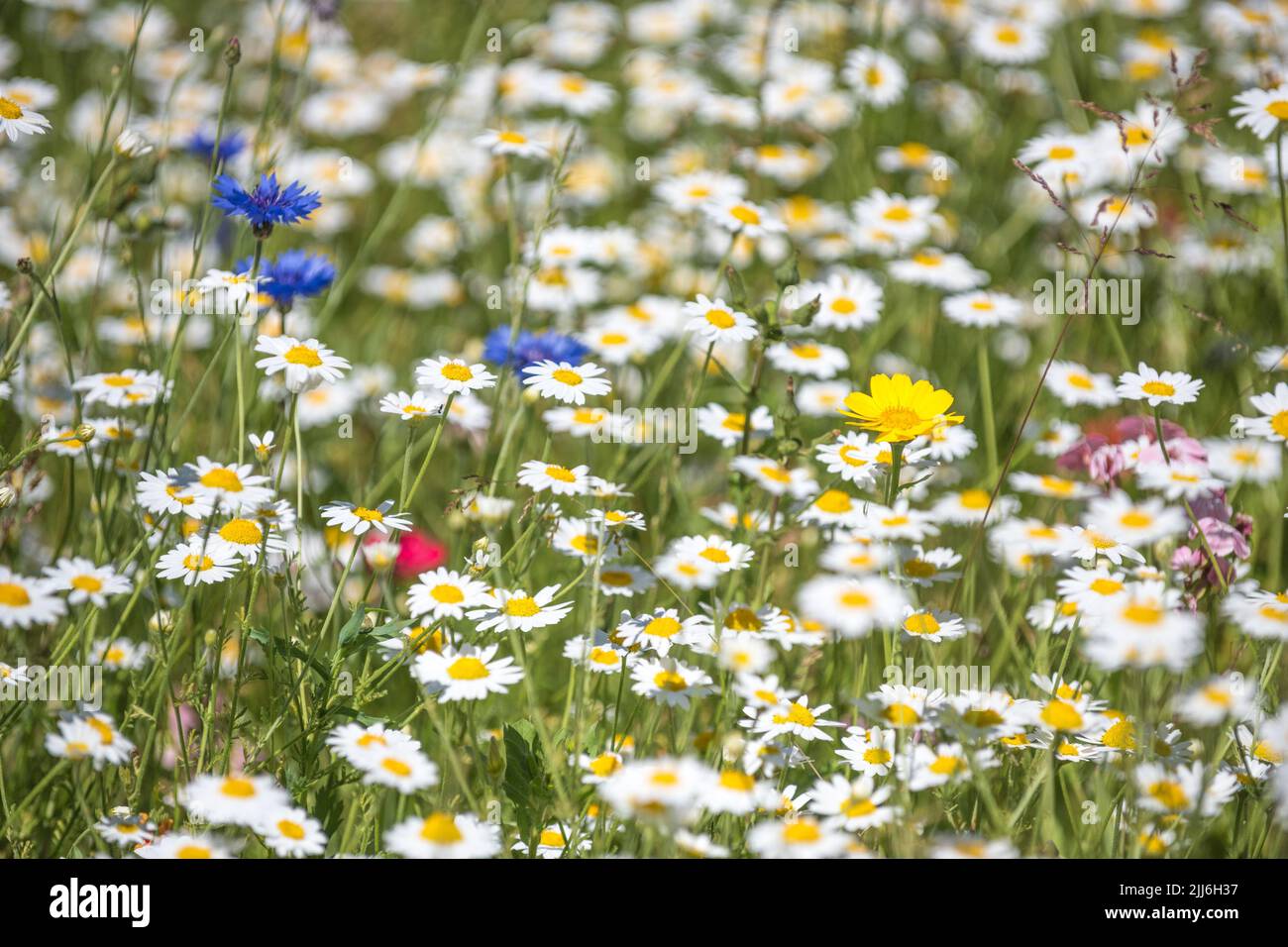 Flowering british wild flowers in a wild flower meadow. Stock Photo