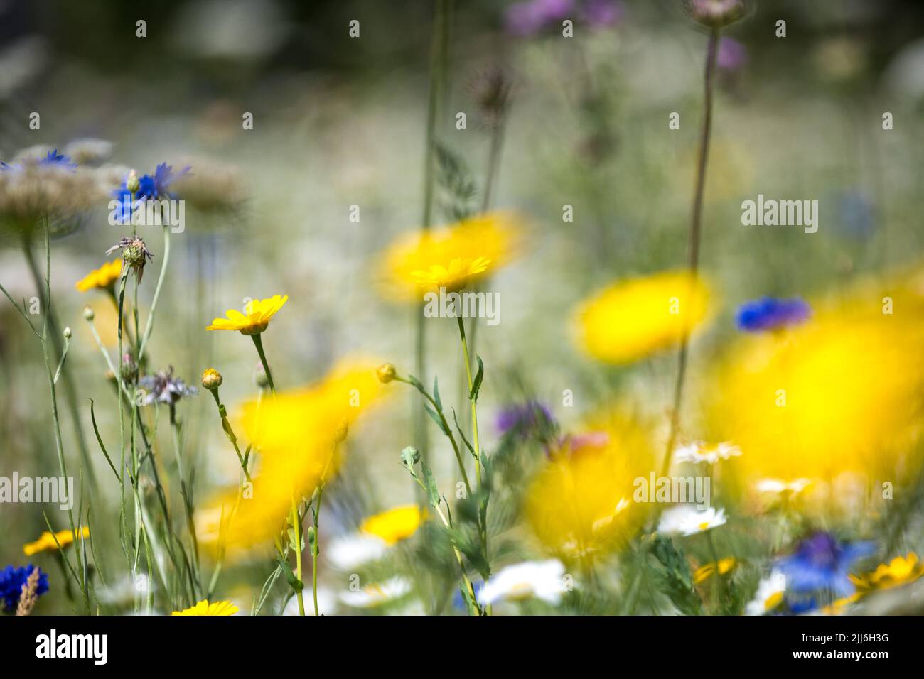 Flowering british wild flowers in a wild flower meadow Stock Photo - Alamy