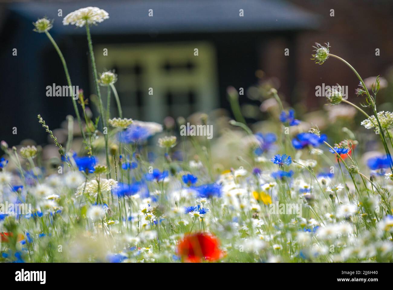 Flowering british wild flowers in a wild flower meadow Stock Photo Alamy