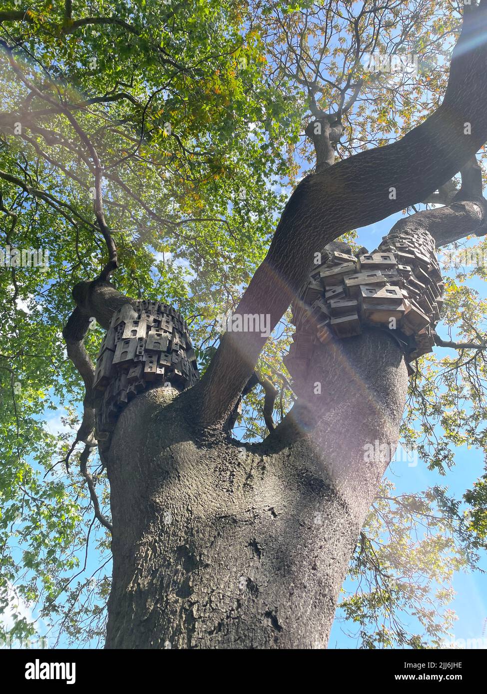A vertical shot of the Collection of bird boxes titled 'Spontaneous City in the Tree of Heaven' in UK Stock Photo