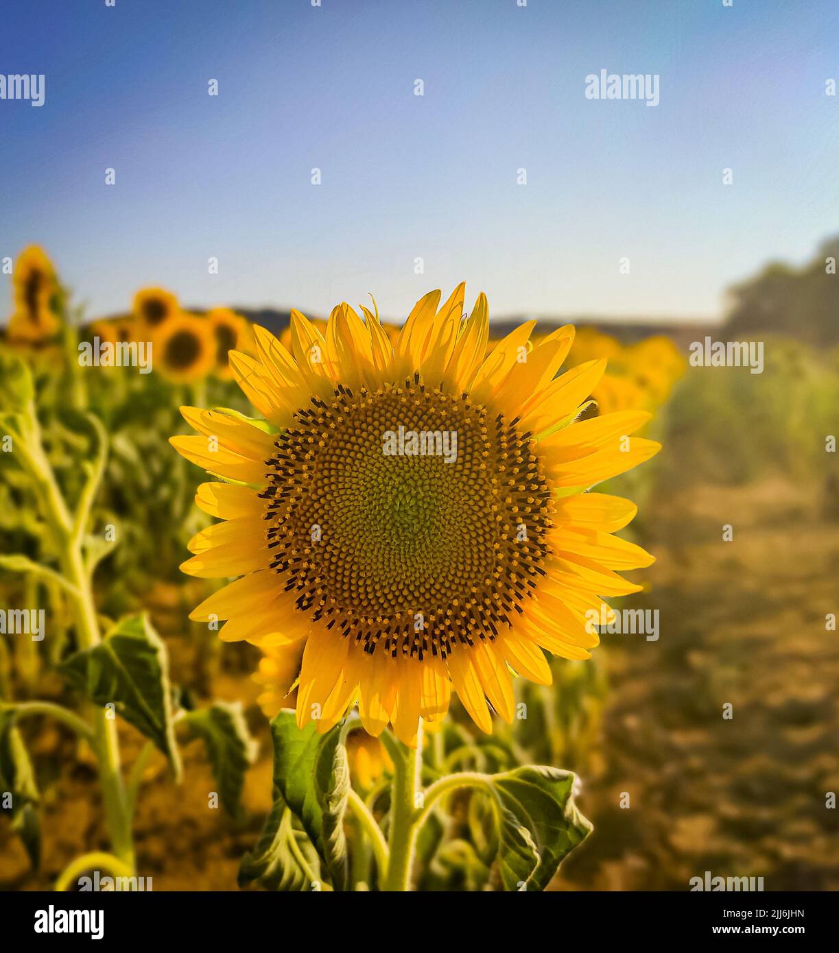 A closeup shot of a blooming bright yellow sunflower Stock Photo