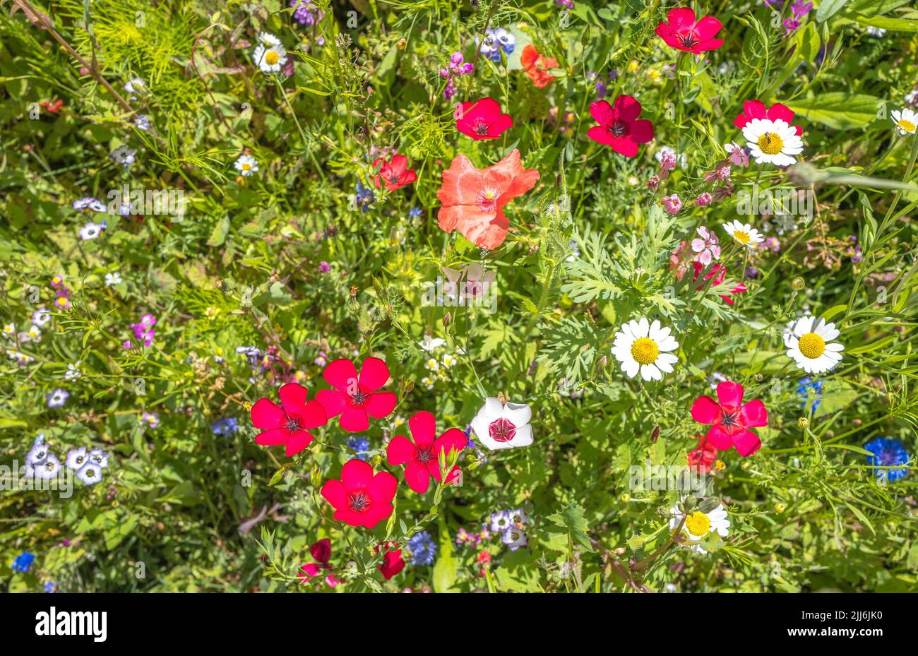 Flowering british wild flowers in a wild flower meadow Stock Photo Alamy