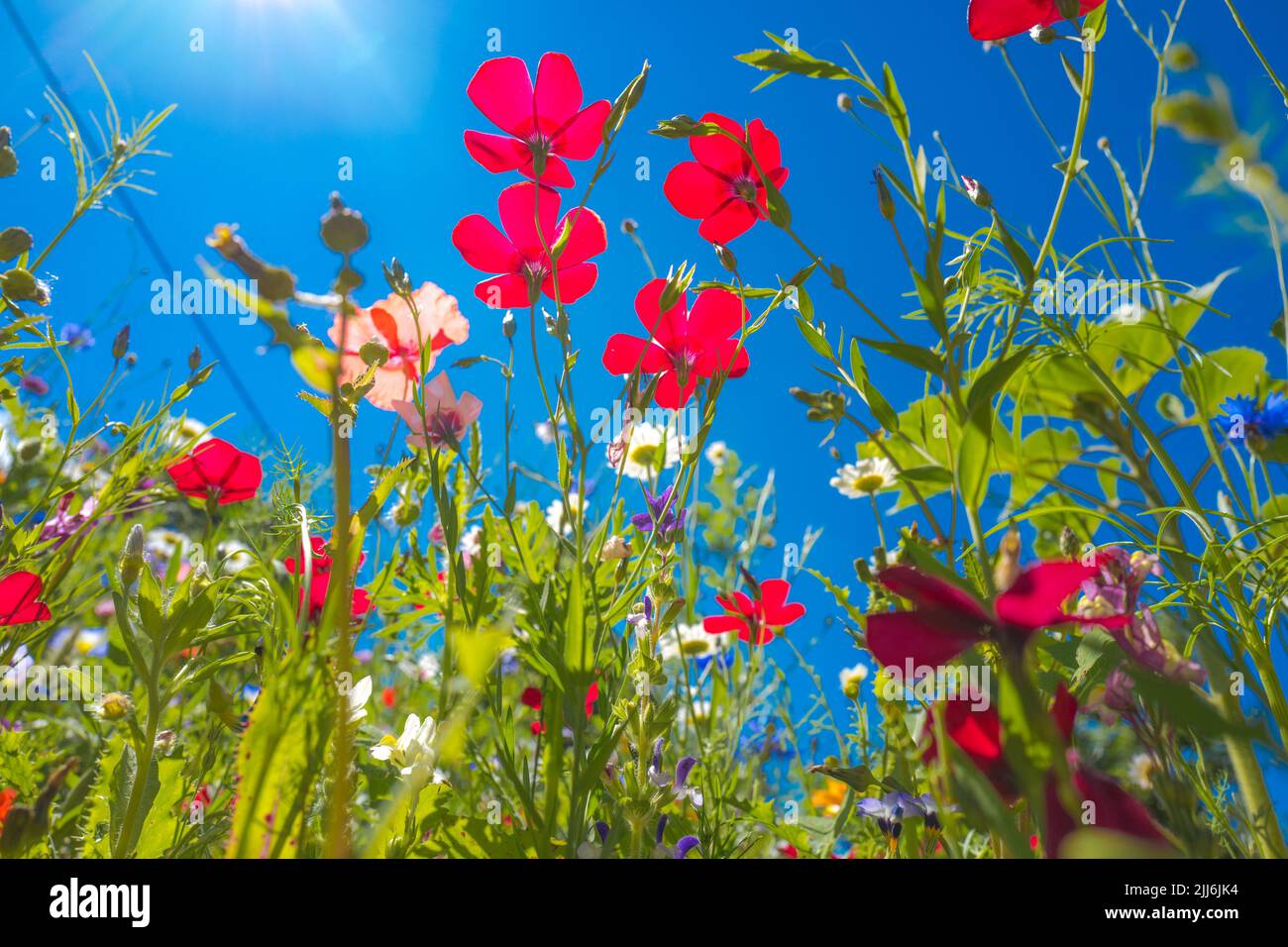 Flowering british wild flowers in a wild flower meadow Stock Photo Alamy