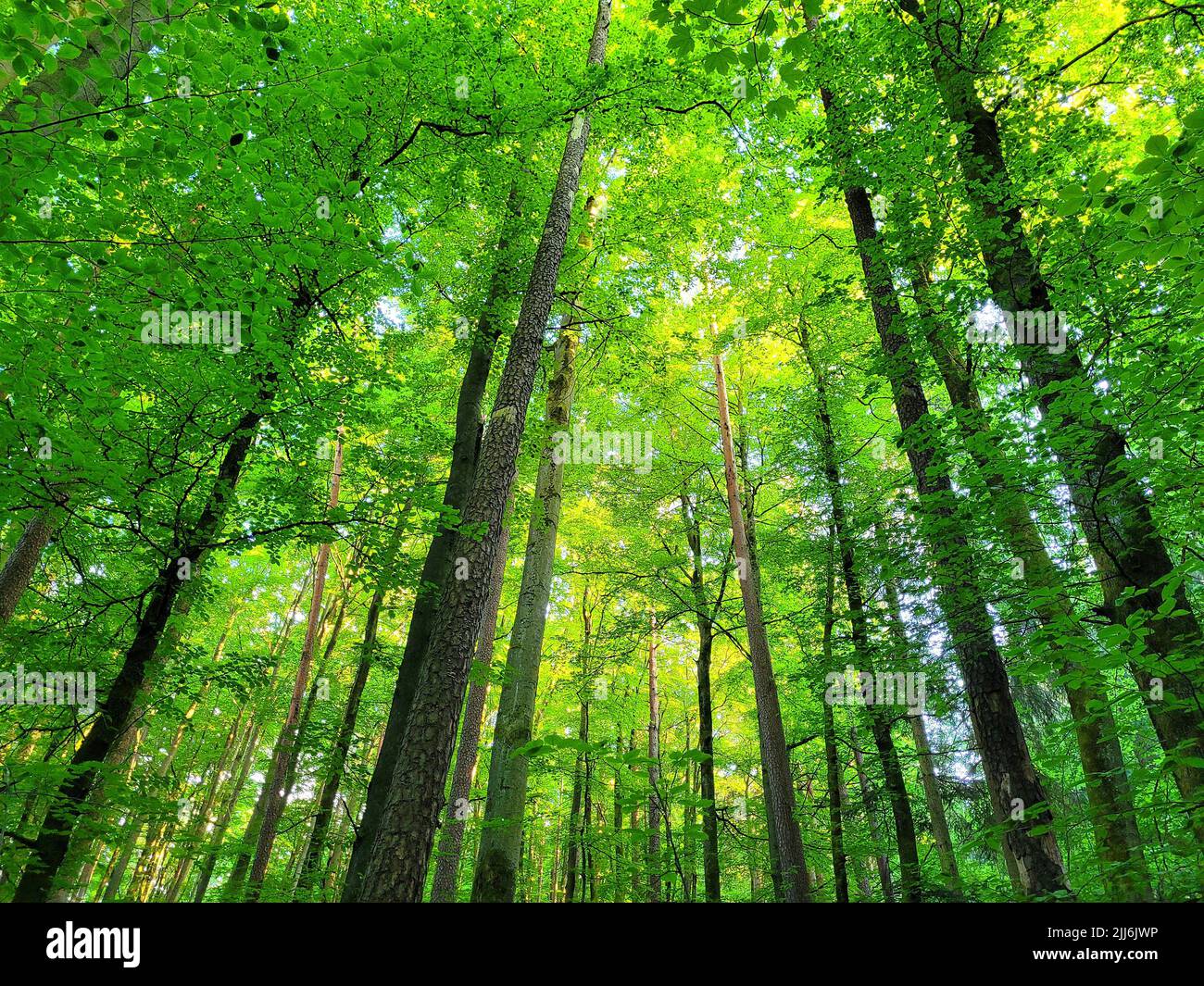 A low angle of green tall trees in a forest on a sunny day Stock Photo ...