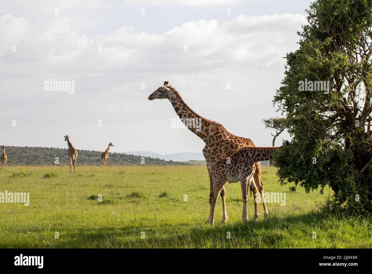 A group of giraffes walking in the extensive field Stock Photo