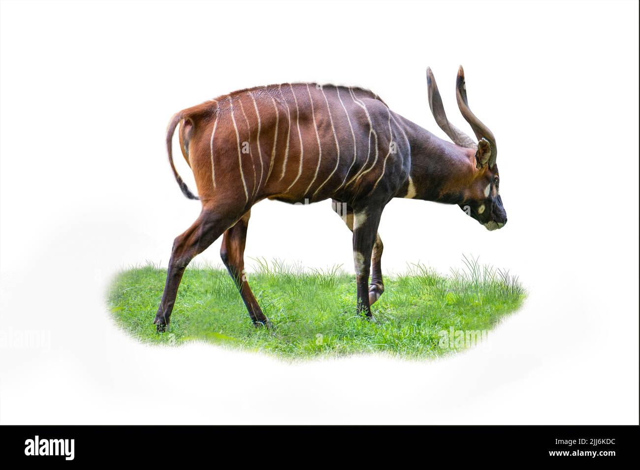 Bongo antelope tropical forest hi-res stock photography and images - Alamy