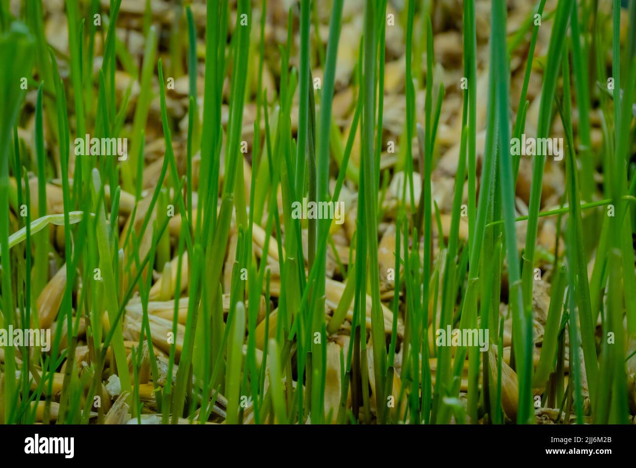 Fresh microgreens oat and wheat grass growing: close up view Stock Photo