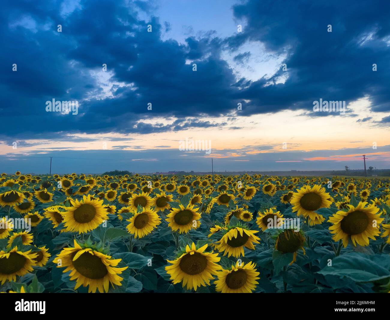 A breathtaking view of sunflower field under blue cloudy sunset sky ...