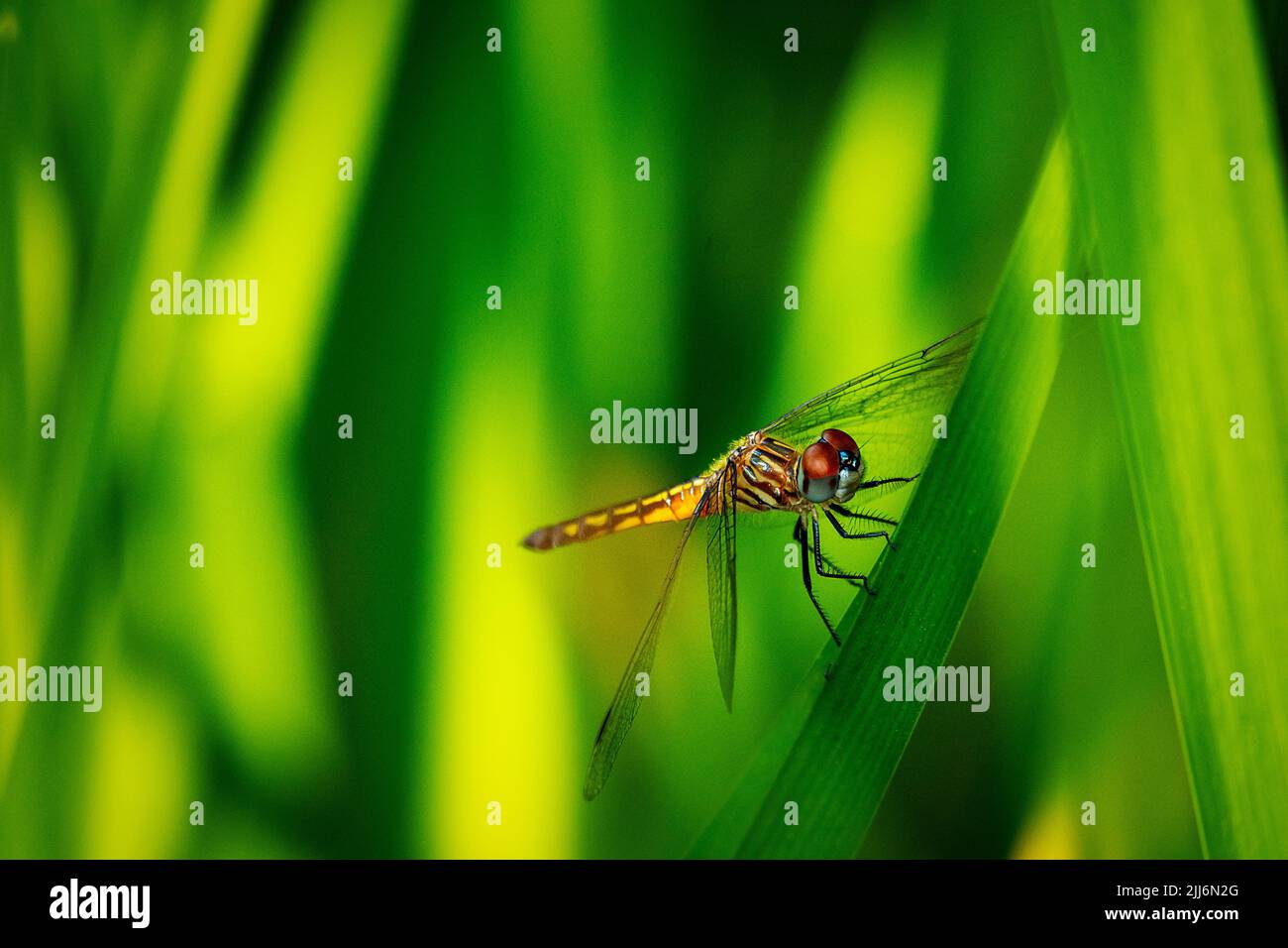 A female blue dasher dragonfly takes a rest on a reed near a pond Stock ...