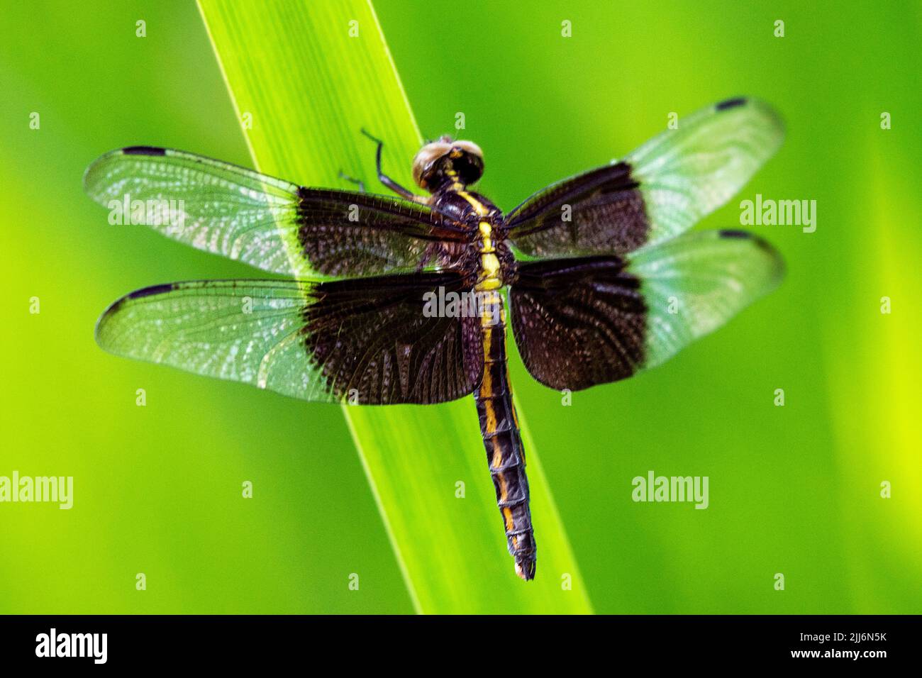 A female widow skimmer dragonfly rests on a reed Stock Photo - Alamy