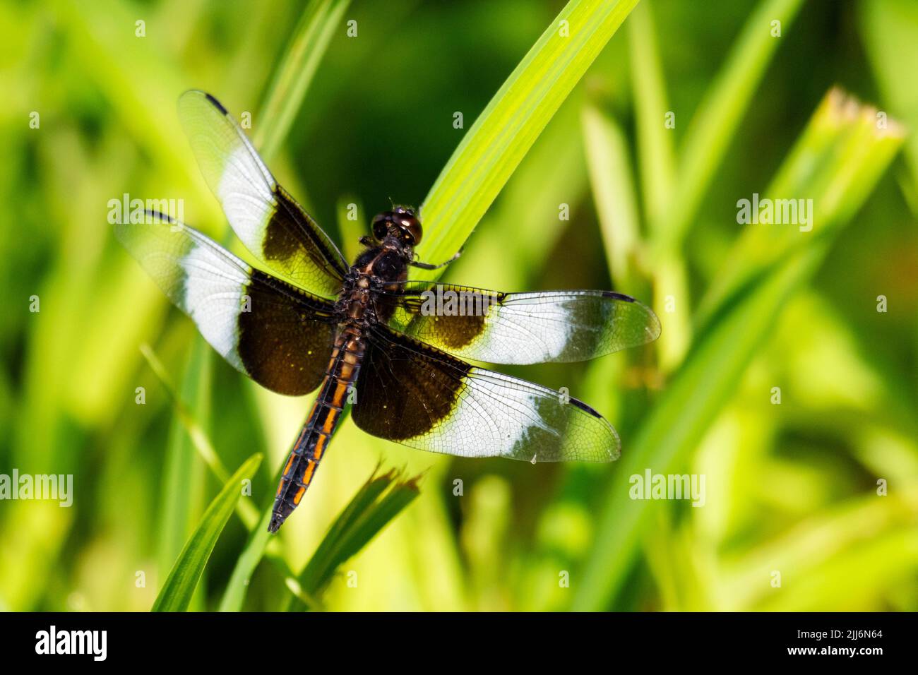 An immature male widow skimmer dragonfly Stock Photo - Alamy