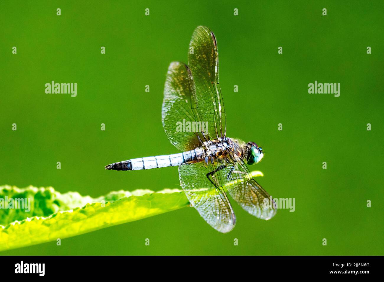 A male blue dasher dragonfly rests lightly on a leaf.  Side view. Stock Photo