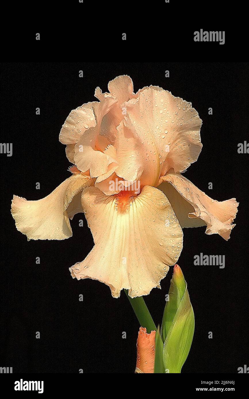 A vertical shot of a blooming peach iris isolated on a black background Stock Photo