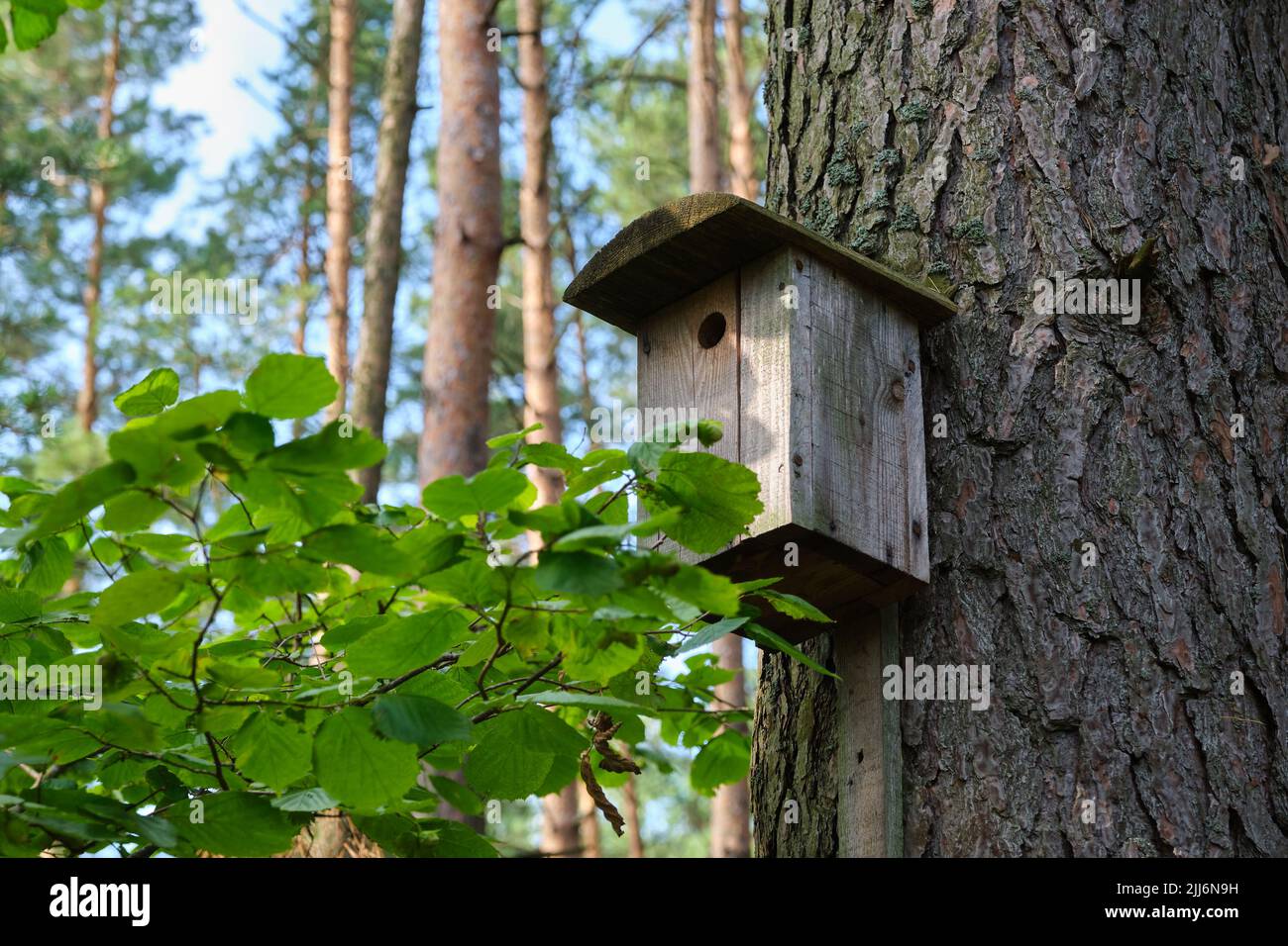 Bird house on a old tree. Wooden birdhouse, nesting box for songbirds in park or forest. Stock Photo