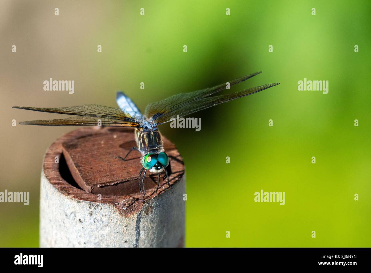 A male blue dasher dragonfly rests lightly on a pipe.  Front view. Stock Photo