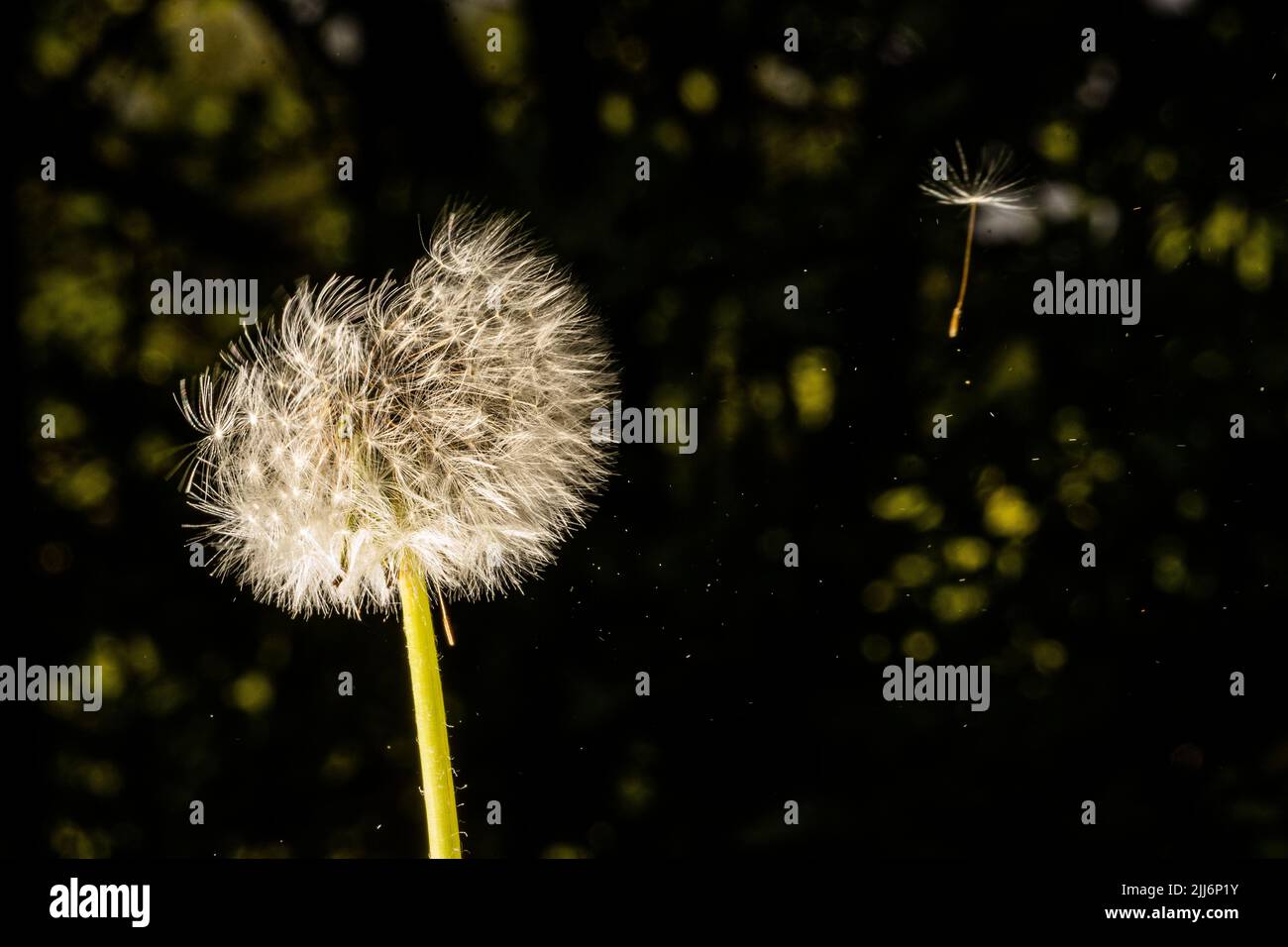 Fluff dispersing hi-res stock photography and images - Alamy