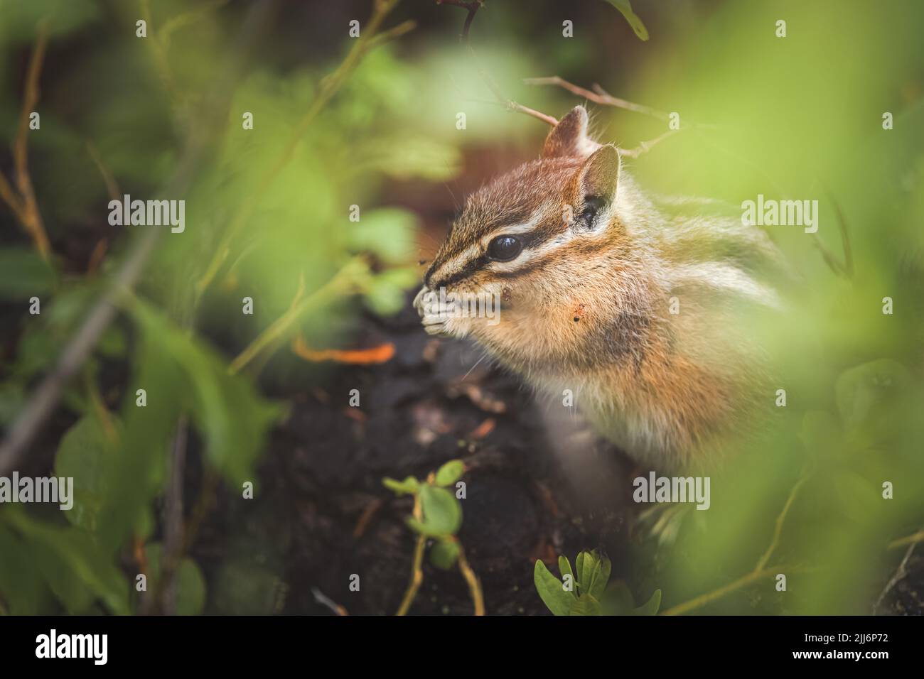 Close-up wildlife portrait of a foraging Least Chipmunk (Neotamias minimus) rodent covered in red ants in the forest of the Rocky Mountains in Yoho Na Stock Photo
