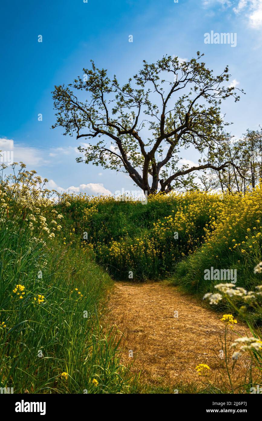 A path through a field of flowers and trees in the sun Stock Photo - Alamy, image size:867x1390