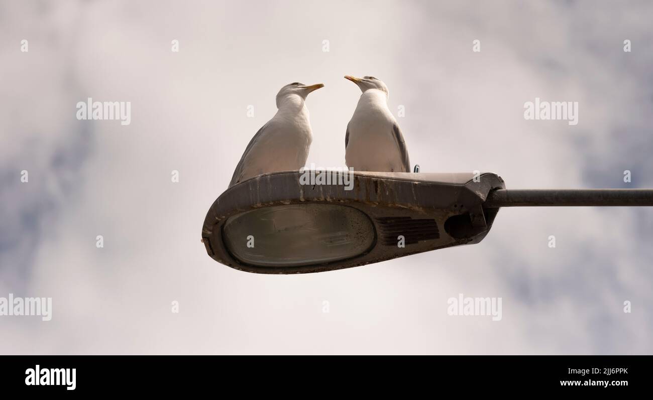 Falmouth, Cornwall, England, UK. 2022. A pair of seagulls sitting it out on an old street light in the town centre. Stock Photo