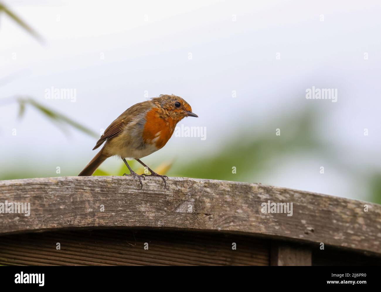 Juvenile European robin bird 'Erithacus rubecula' red orange breast feathers changing color, perched on garden fence. Dublin, Ireland Stock Photo