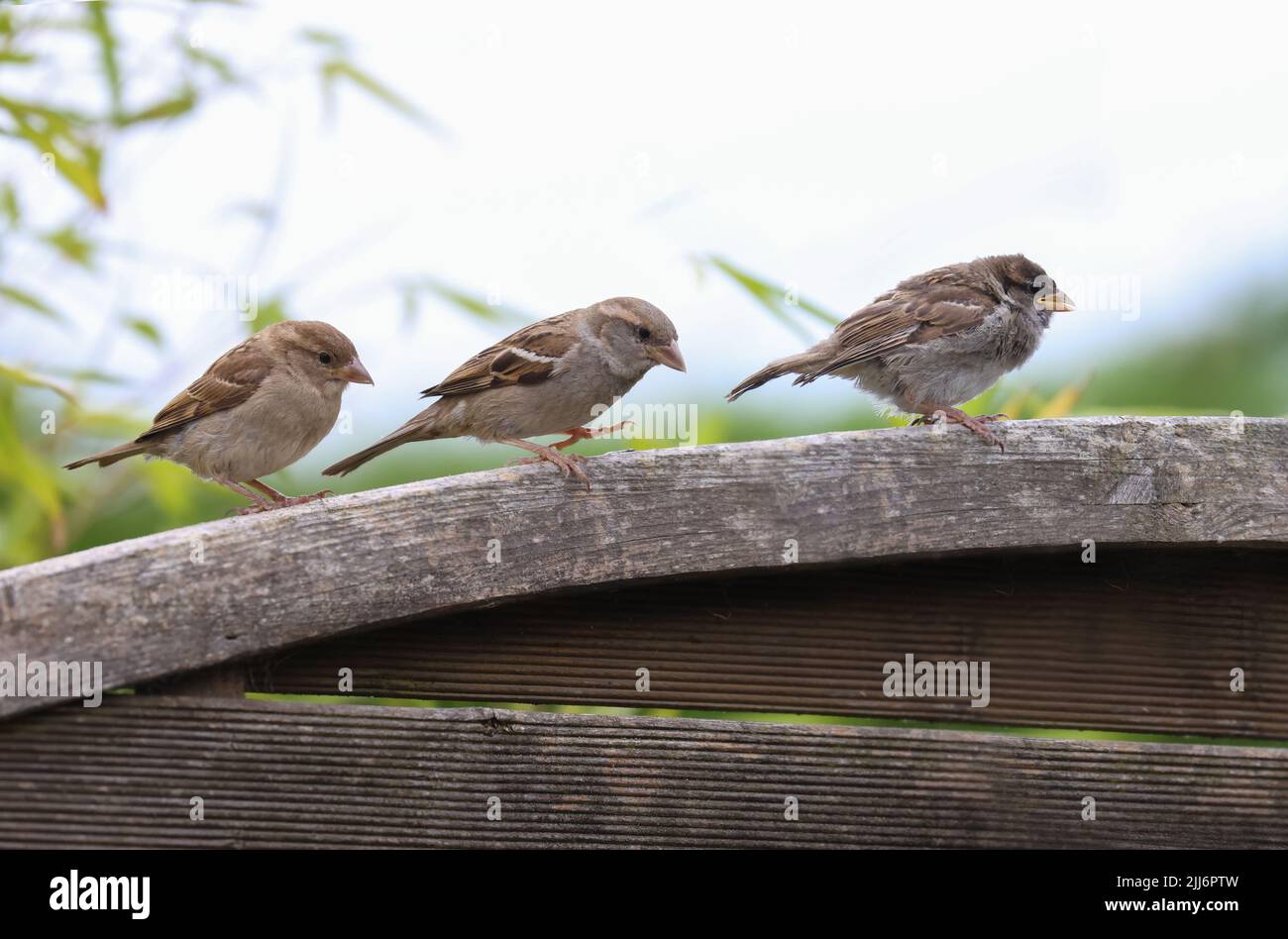 Three sparrows, adult and chicks, walk single file along fence. Cute baby bird in front. House Sparrows 'Passer Domesticus', Dublin, Ireland Stock Photo
