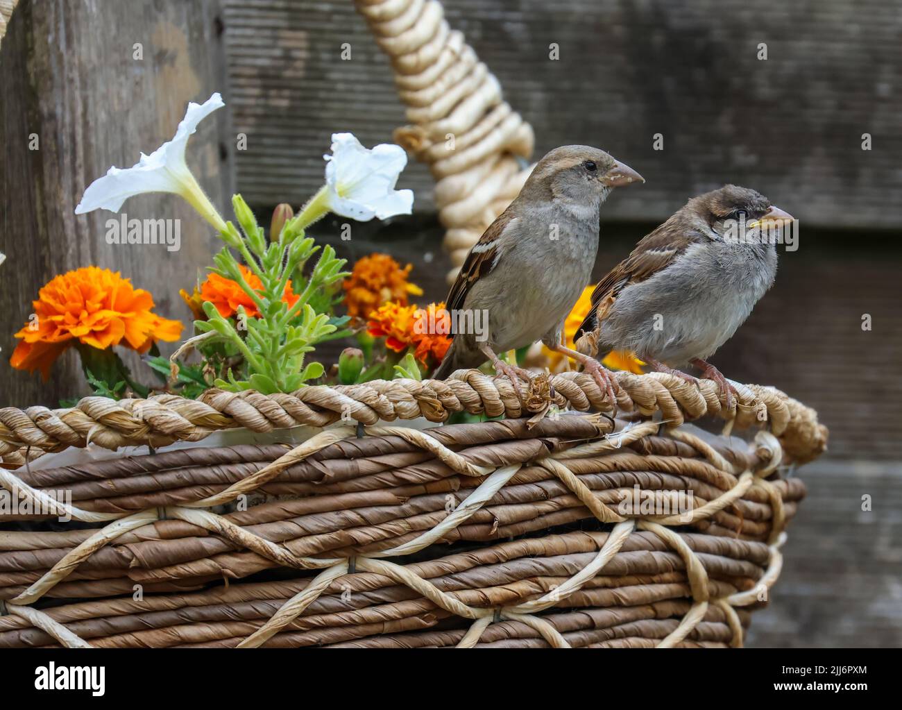 House sparrows, adult and cute baby chick fledgling 'Passer domesticus' in flower basket. Two birds beside colorful summer flowers. Dublin, Ireland Stock Photo