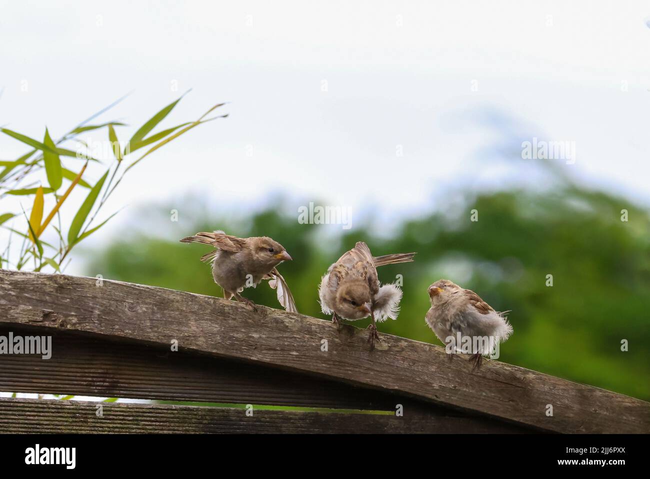 Three baby birds on fence with fluffy feathers learning to fly. Cute fledgling House Sparrow chicks 'Passer Domesticus'. Dublin, Ireland Stock Photo