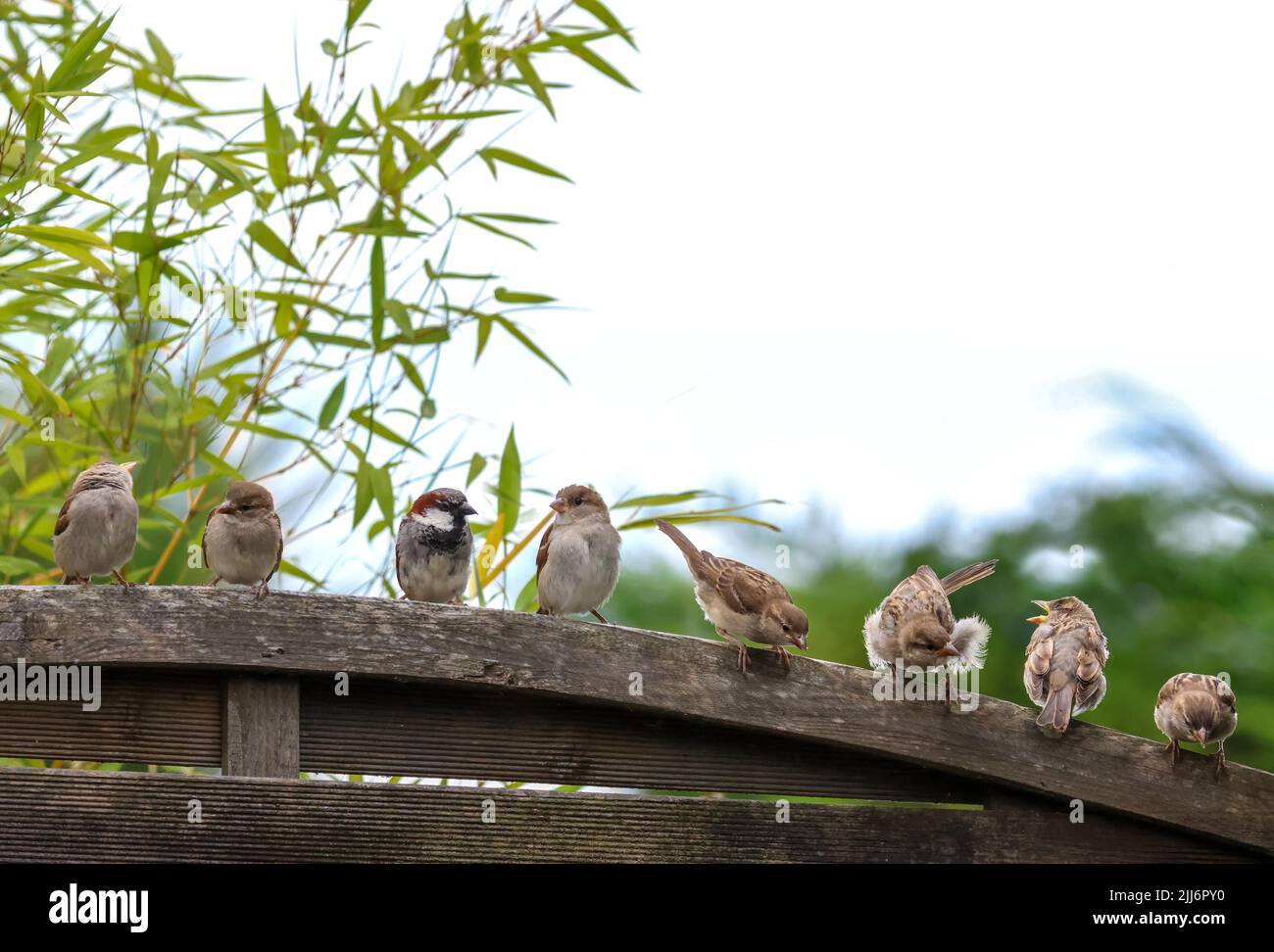House Sparrows 'Passer domesticus' in a row on garden fence. Eight birds with cute baby chicks or fledglings and fluffy feathers. Dublin, Ireland Stock Photo
