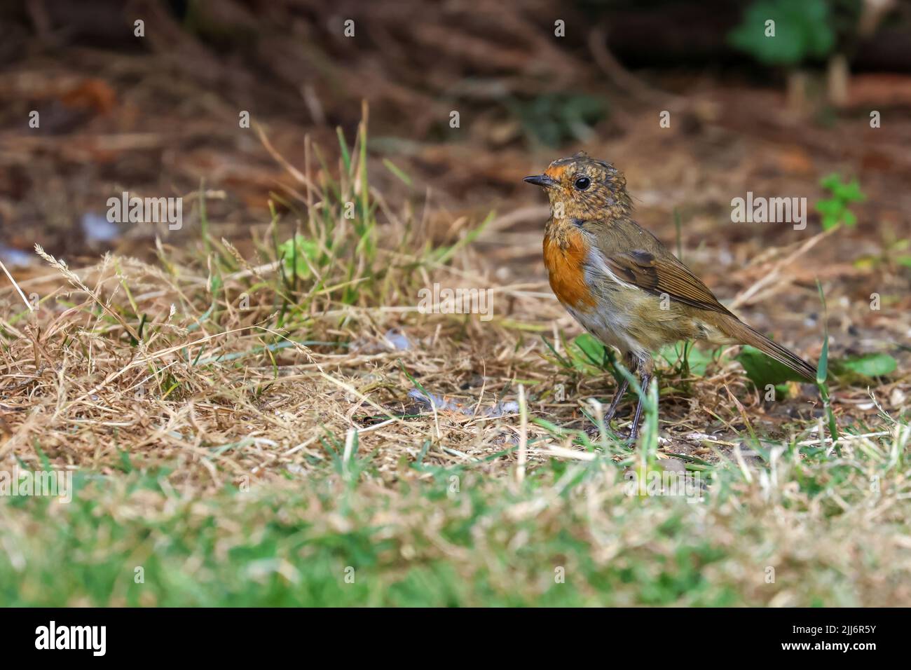 Young robin bird 'Erithacus rubecula' standing on dry grass, juvenile feathers changing color to orange red. Side profile. Dublin, Ireland Stock Photo