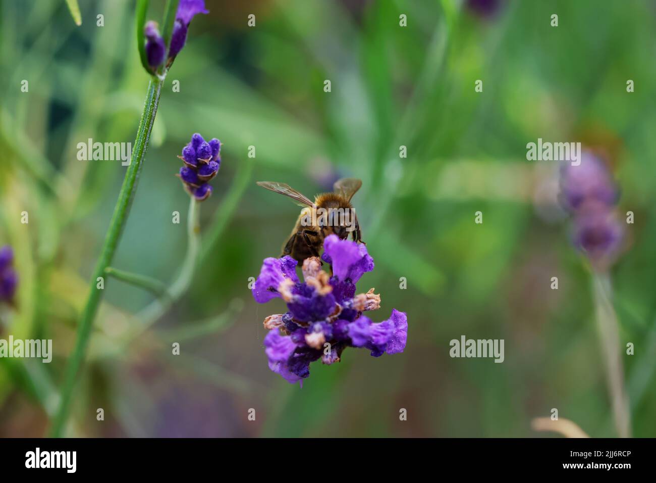 Wasp pollinates purple lavender flowers. Macro closeup insect collecting pollen during summer. Blurred background. Dublin, Ireland Stock Photo