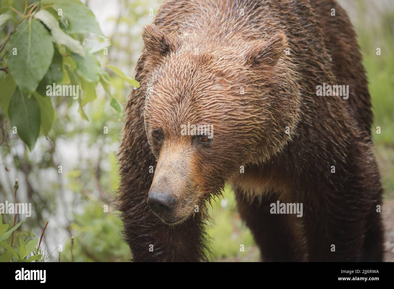 Close-up wildlife portrait of a female mother brown Grizzly bear (Ursus arctos horribilis), with wet fur near Maligne Lake at Jasper National Park, in Stock Photo