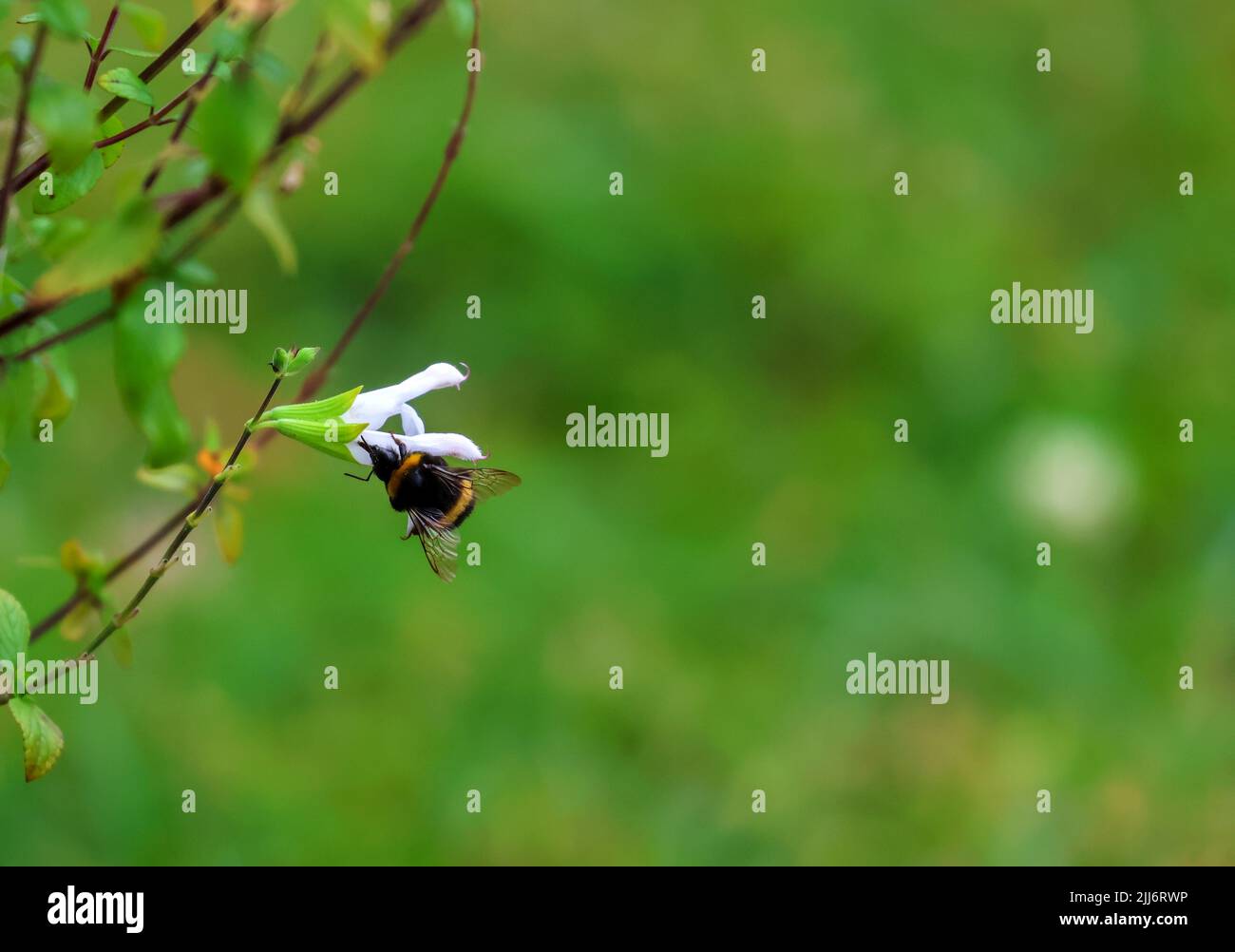 Honeybee pollinates or collects nectar from salvia flower in summer garden. Blurred background. Dublin, Ireland Stock Photo