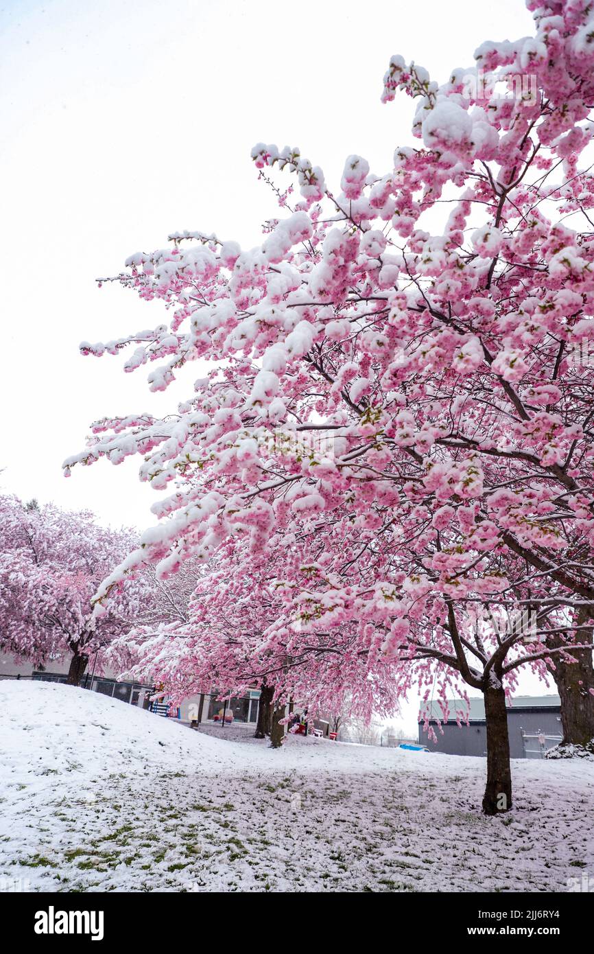 The pink Sakura trees covered in snow Stock Photo